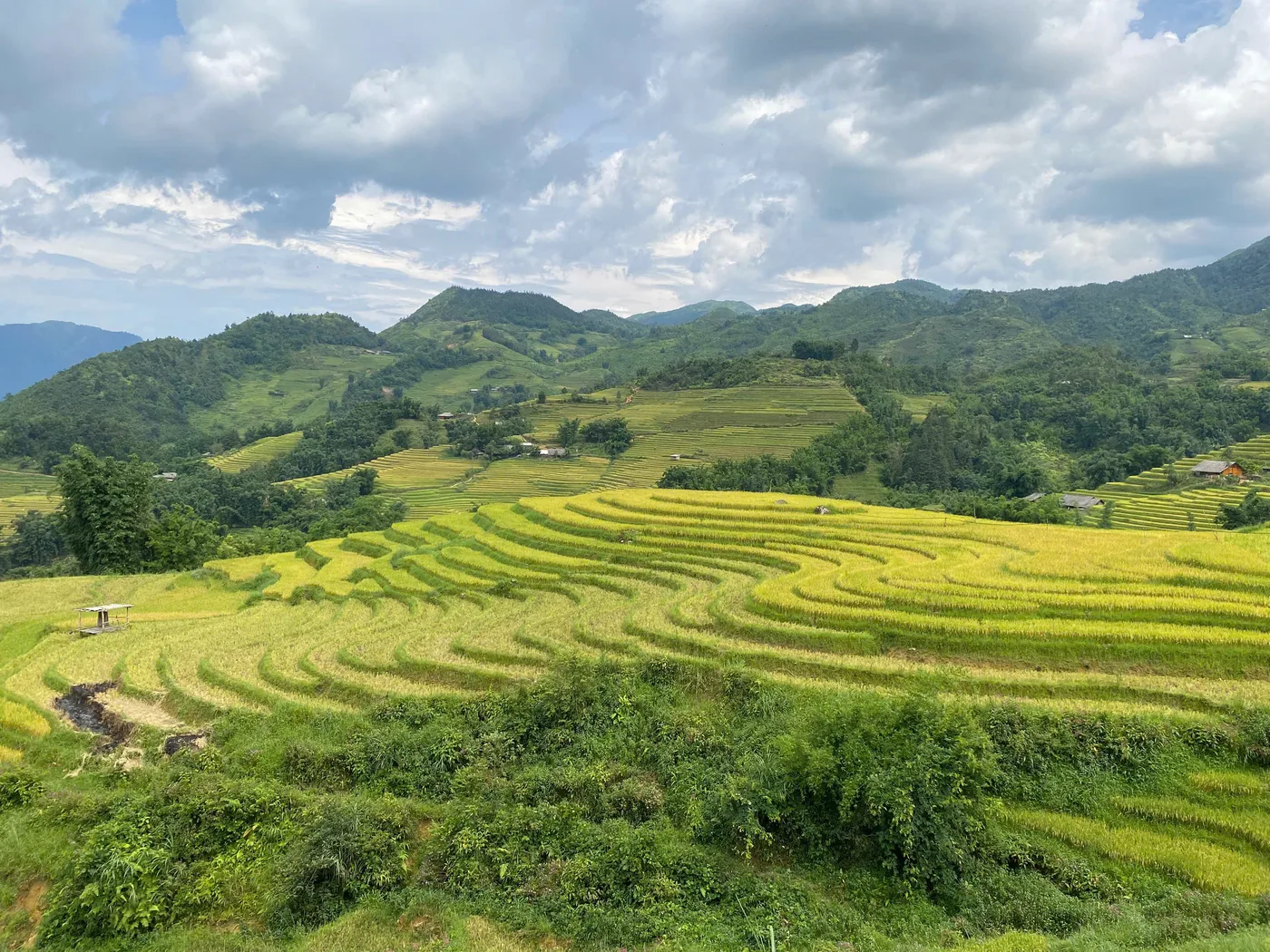 Curved yellow-green rice terraces on hills under a cloudy sky