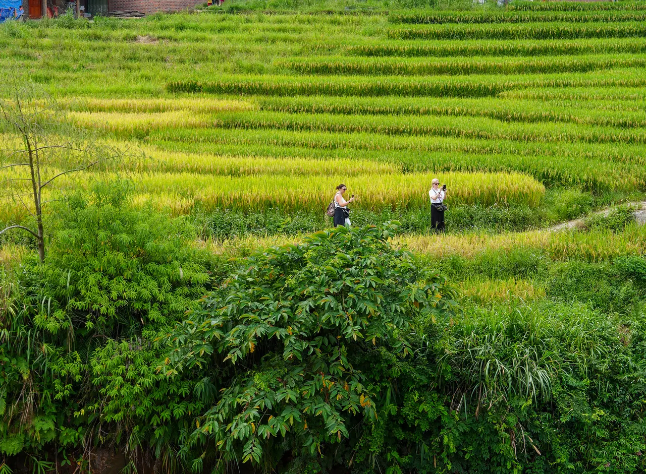 Guests walking a terrace path overlooking green and golden rice fields in Sapa