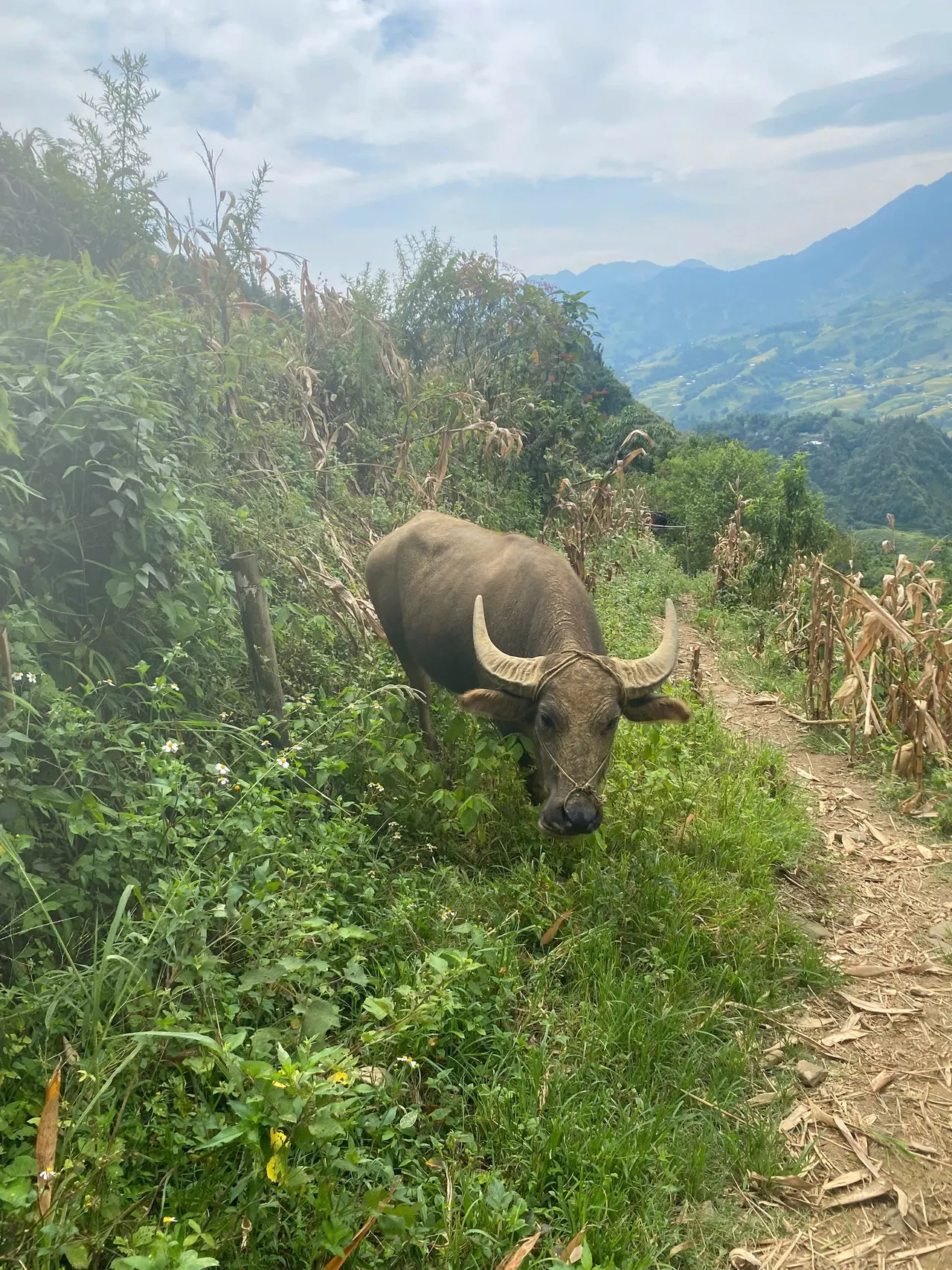 Water buffalo on a narrow dirt path above a green valley.